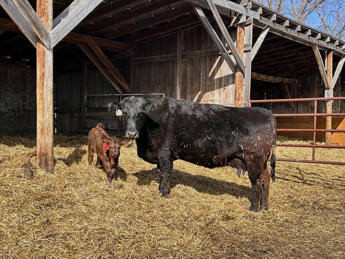 A black cow stands with her newborn calf in a barn as clinical trials like the bovine coronavirus vaccine study test BRD prevention in commercial herds. Photo: Janelle Rudolph