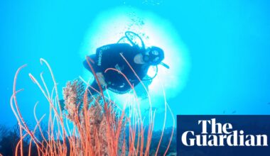 Australia’s environment minister wants to ban fishers and drillers from more ocean – and avoid a culture war | Oceans