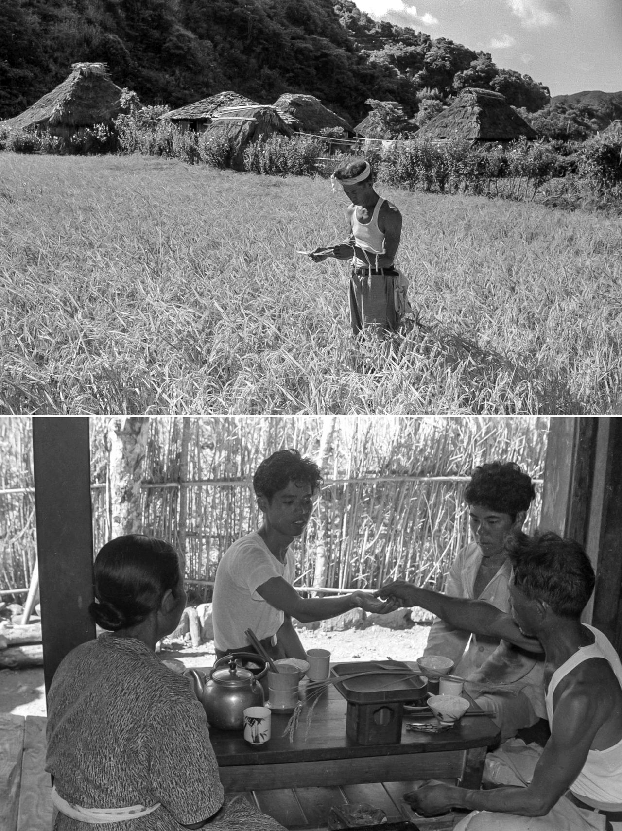 The Shikyoma ritual connected to rice growing, formerly practiced in Uken, Amami Ōshima. The harvest’s first ears of rice were offered to the deities at home, and family members each ate several grains of the rice. (© Haga Hideo)