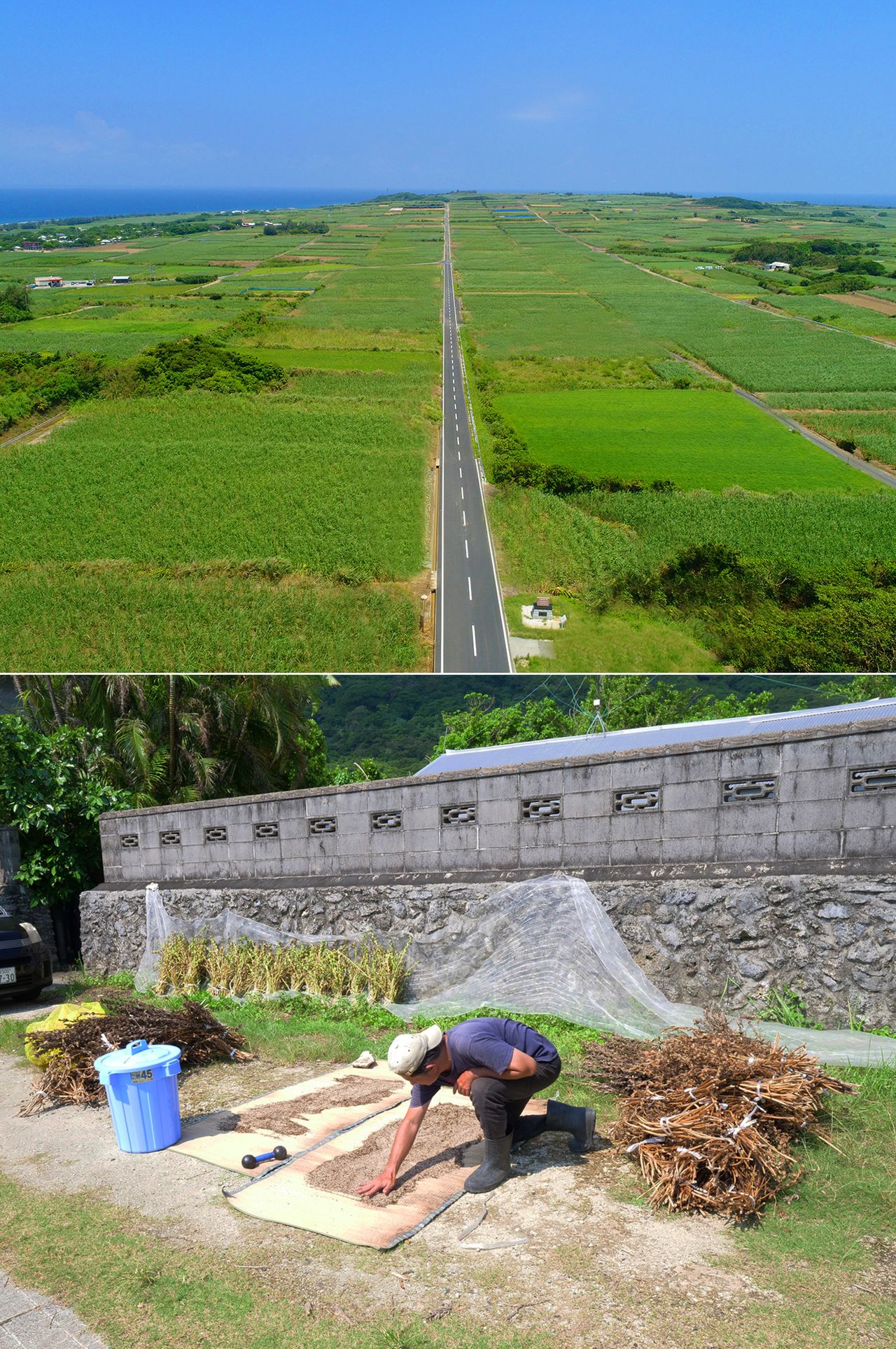 Kikaijima today; a paved road cuts through sugarcane fields. White sesame cultivation was promoted after the war, and the island now accounts for 40% of domestic production. (© Hamada Futoshi)