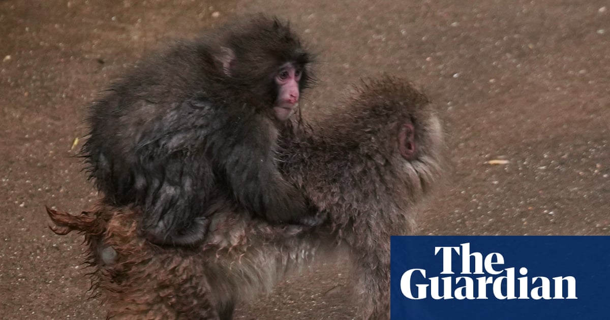 Social climber: Punch the monkey starts to outgrow his Ikea plushie | Japan