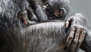 Are bonobos truly the peaceful counterparts to chimps? New study says no - CTV News