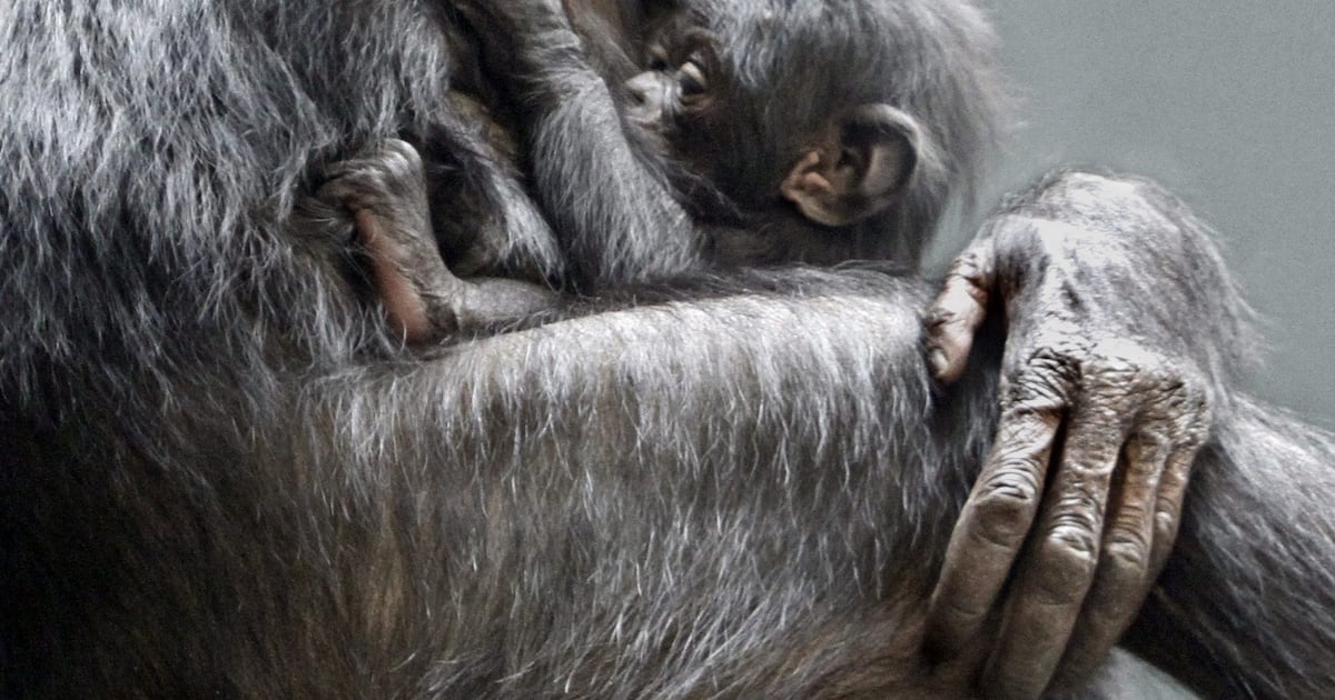 Are bonobos truly the peaceful counterparts to chimps? New study says no - CTV News