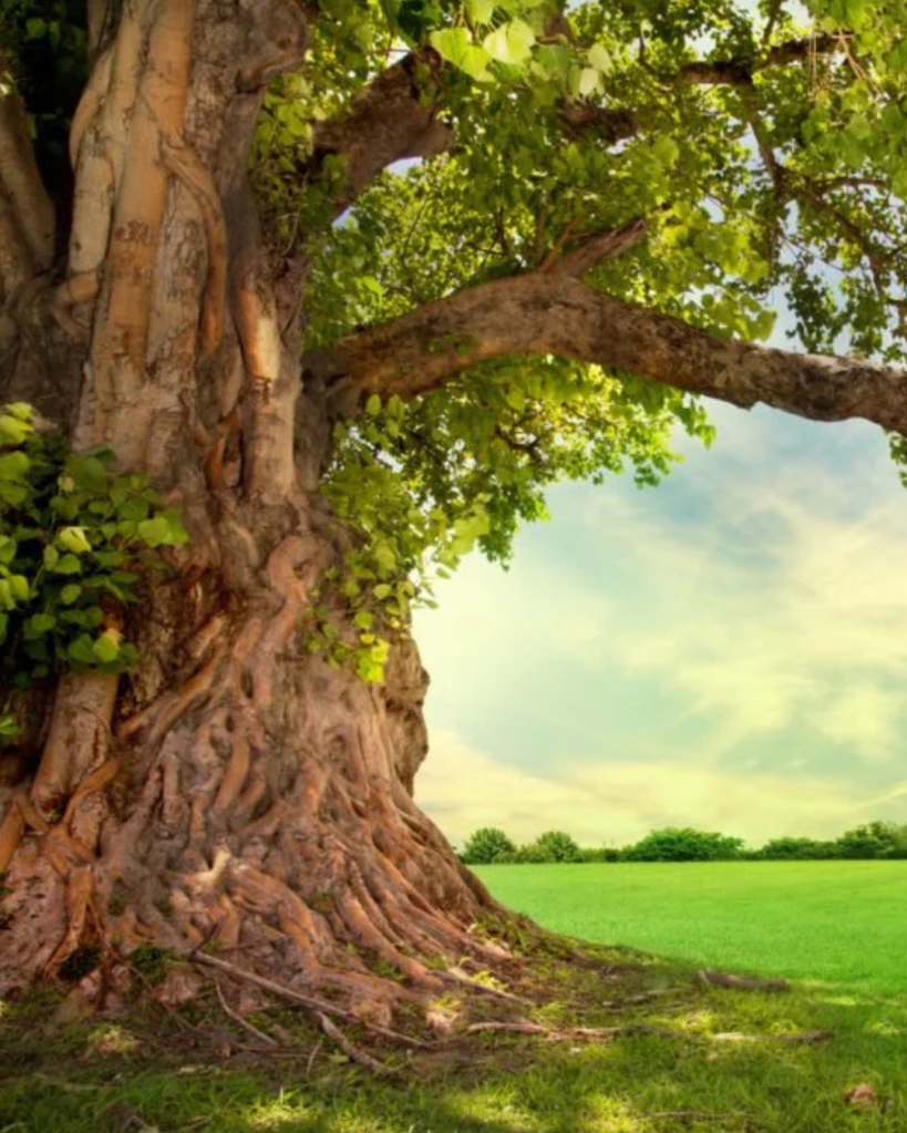 trees, wood, superstition, europe, history