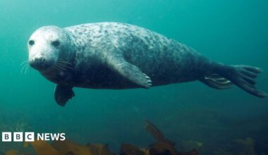 An underwater photo shows a Grey Seal swimming and looking at the camera.