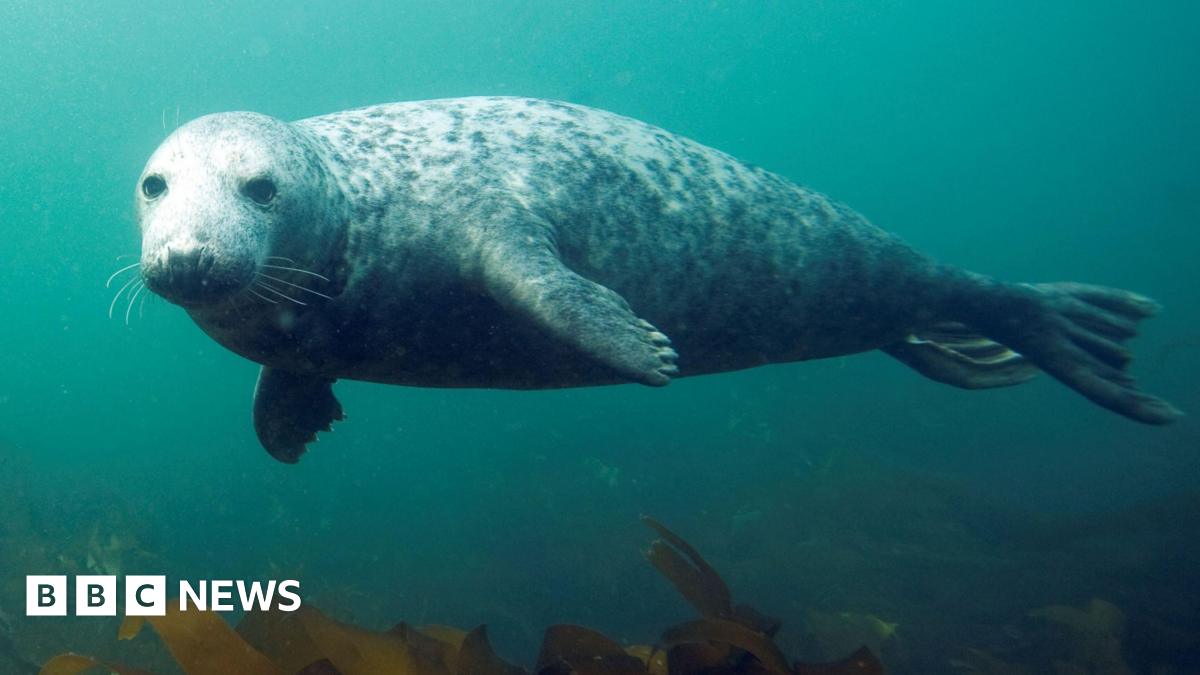 An underwater photo shows a Grey Seal swimming and looking at the camera.