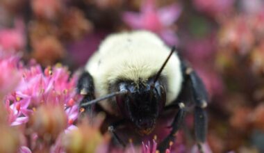 Bees can breathe underwater for a week, scientists discover