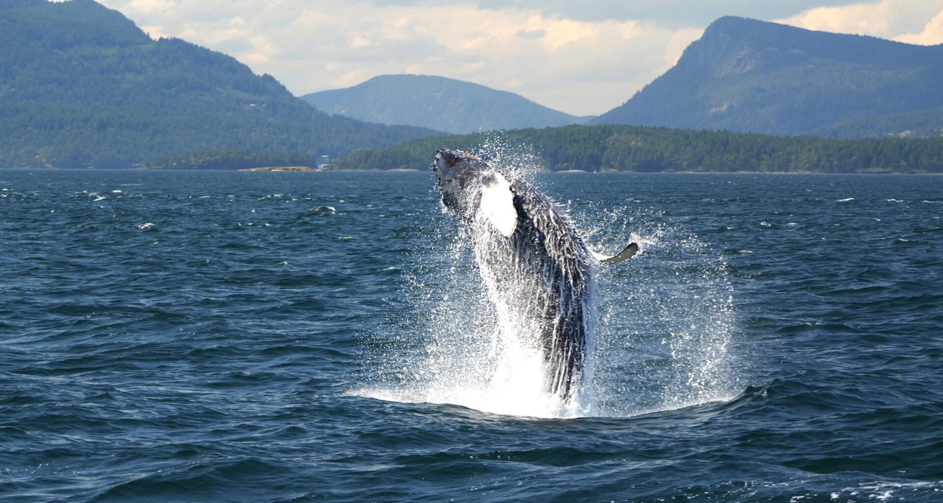 Victoria's longest-running whale watching company shuts down after 41 years