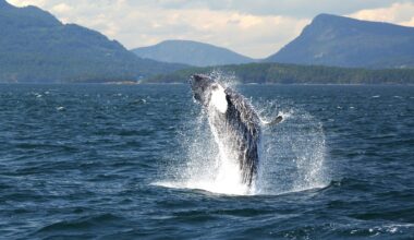 Victoria's longest-running whale watching company shuts down after 41 years