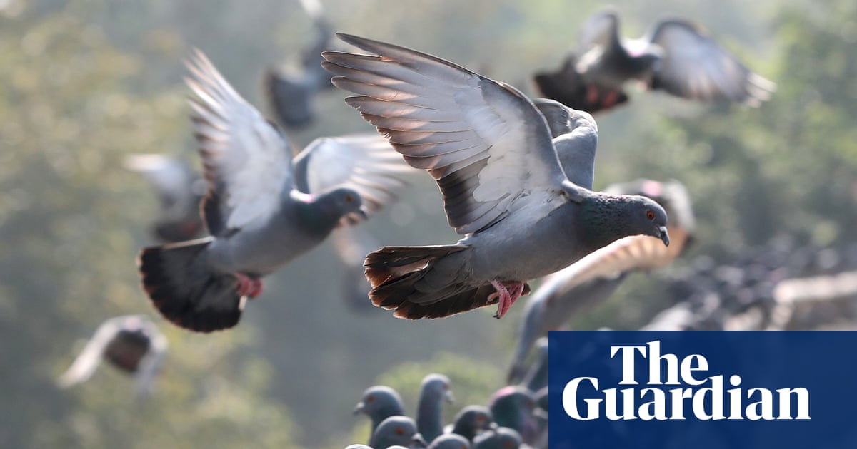 Specieswatch: is the world’s wildlife entering its ‘samey’ era? | Wildlife