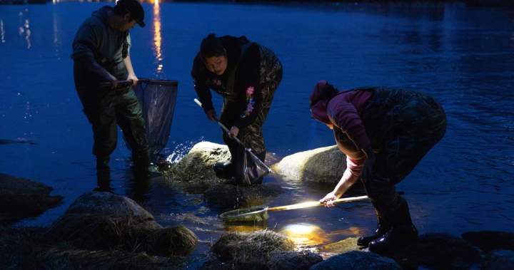 Ottawa raises catch limit for juvenile eels in the Maritimes, but complaints linger