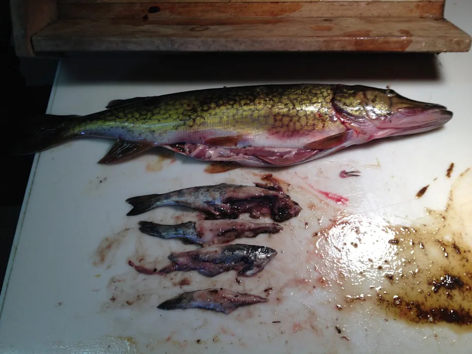 When the stomach of this chain pickerel was opened, four salmon smolts were found inside.