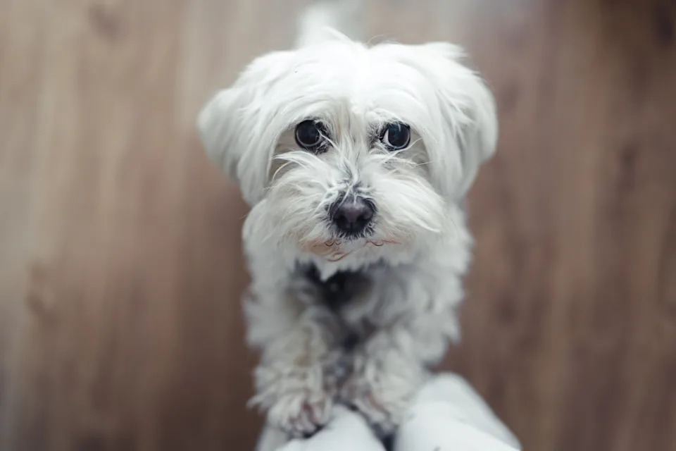 Fluffy white dog looking up at the camera with an inquisitive expression, standing on wooden floorboards