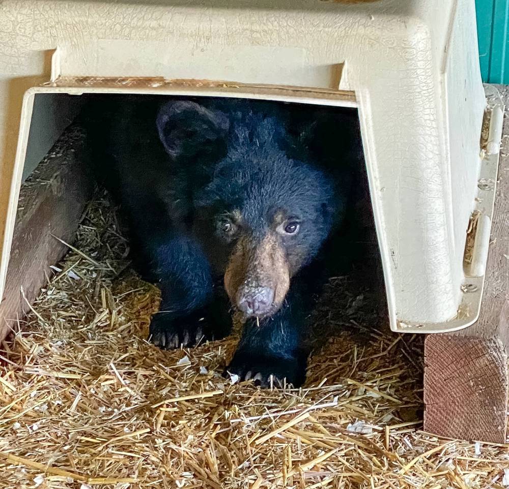 Supplied
A bear cub named is Valour is currently spending the winter at the rescue. The owners of Manitoba’s only black bear rescue are concerned a proposed quarry near their sanctuary would stress out their orphan cubs, who tend to be anxious anyway.