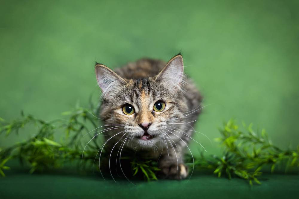 Pawparazzi Pet Photography
Cat lovers will have a purrfect day at Meow Mania.