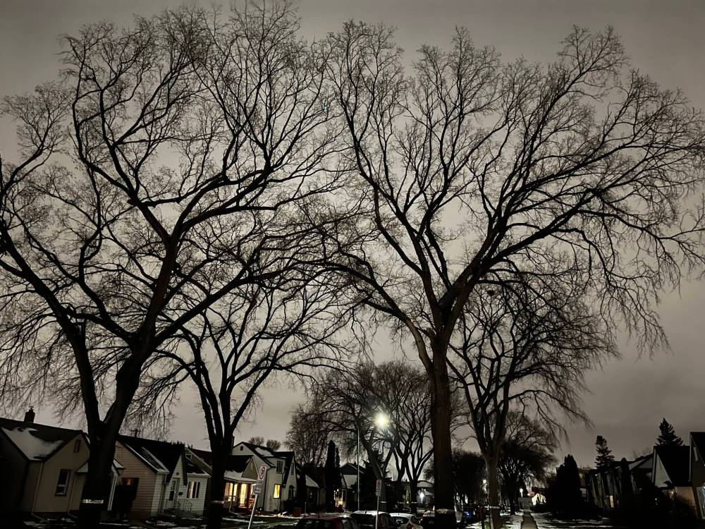 Russell Wangersky / Free Press
Once cut down, Winnipeg’s mature tree canopy isn’t easily or quickly replaced.