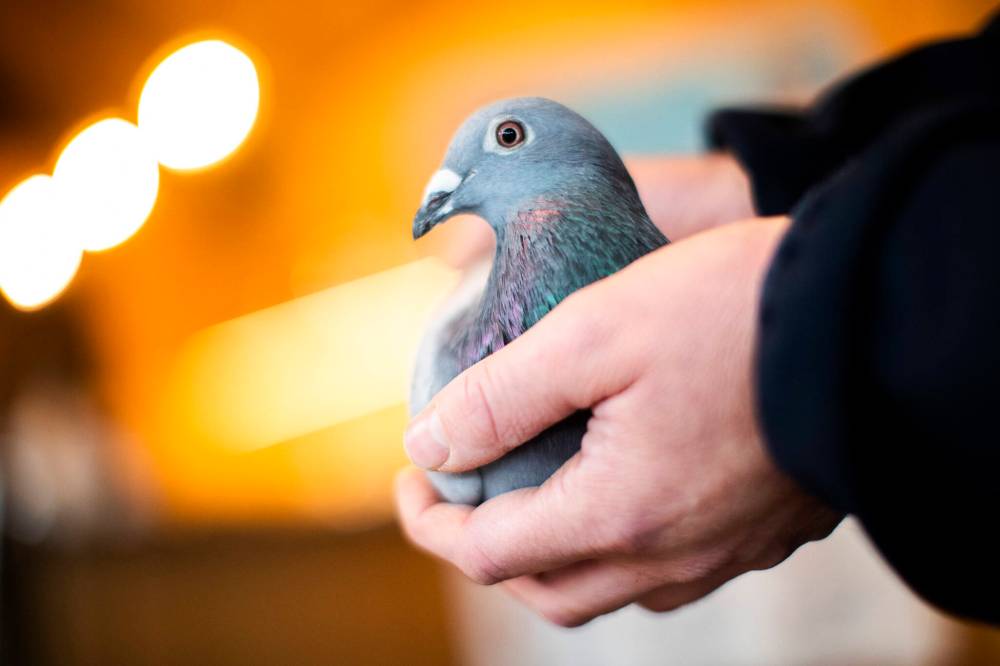 FRANCISCO SECO / THE ASSOCIATED PRESS FILES
A Winnipeg family has been told to get rid of 12 pigeons from their backyard aviary because their home is within the Winnipeg Airport Authority’s airport vicinity protection area.