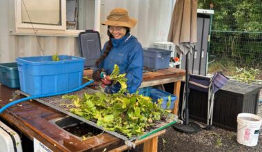 St. Michaels University School student Apollin Lu, executive director of the Victoria Food Recovery Alliance, washes vegetables at the FED Urban Farm in Vic West. (Courtesy West Coast Food Recovery Alliance Foundation)