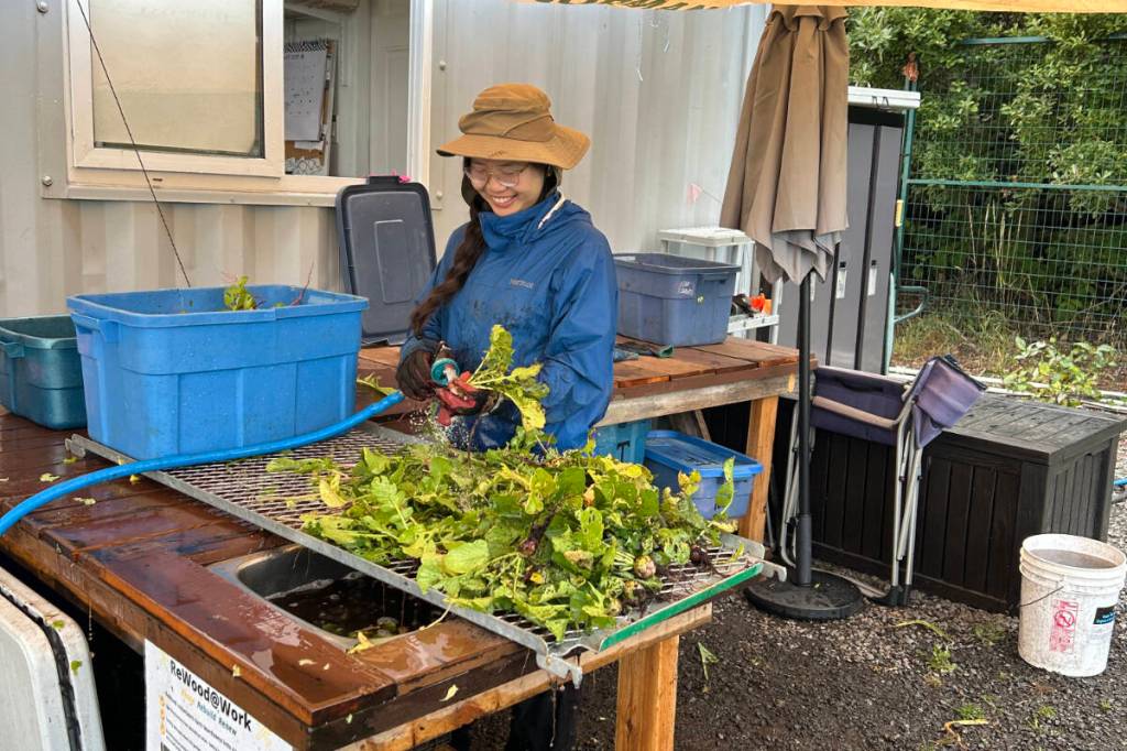 St. Michaels University School student Apollin Lu, executive director of the Victoria Food Recovery Alliance, washes vegetables at the FED Urban Farm in Vic West. (Courtesy West Coast Food Recovery Alliance Foundation)