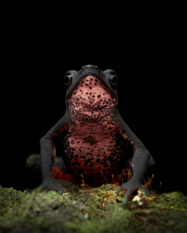 A close-up photo of a black and pink-bellied frog with spotted skin, sitting on mossy ground against a dark, black background. The frog is facing the camera with its large eyes visible.