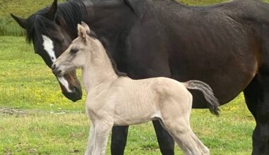 Following a court ruling, Shaylene Bedborough – as well as horses and other animals – will have to move from South Surrey acreage located near 16 Avenue and 194 Street. (Contributed to Peace Arch News)