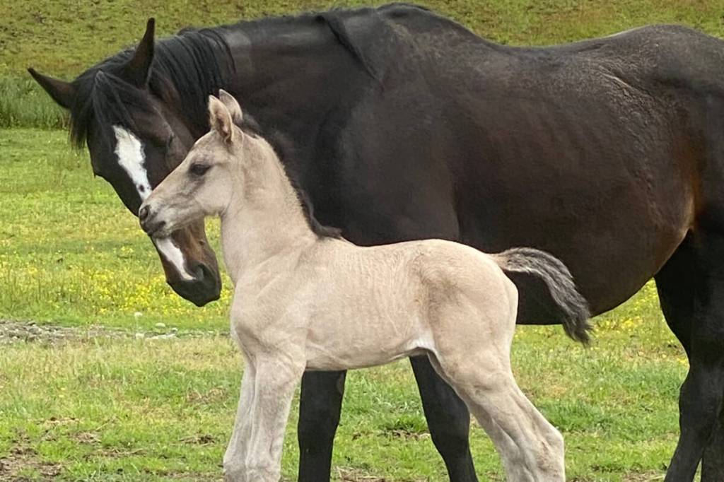 Following a court ruling, Shaylene Bedborough – as well as horses and other animals – will have to move from South Surrey acreage located near 16 Avenue and 194 Street. (Contributed to Peace Arch News)