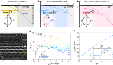 High-field triplet superconductivity in a transition metal dichalcogenide superlattice