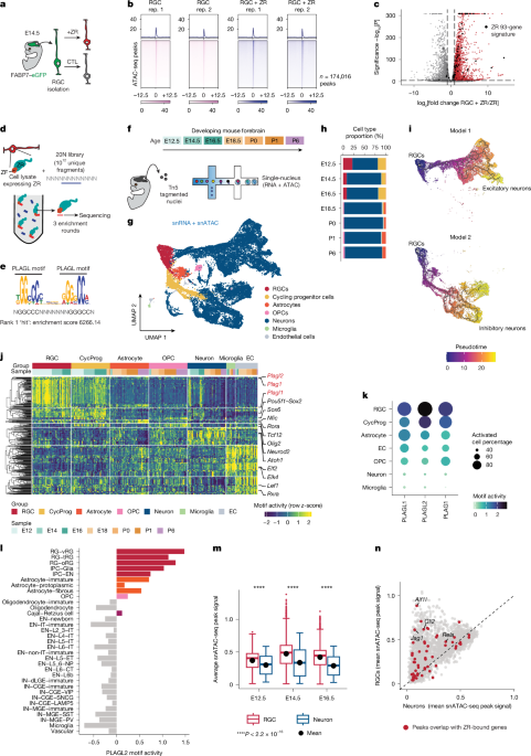 Dominant clones leverage developmental epigenomic states to drive ependymoma