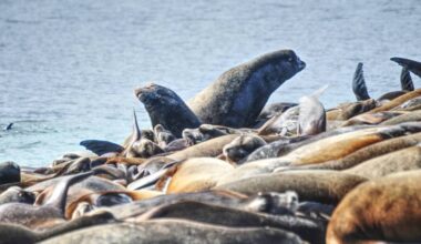 More sea lions come to join the group in Mapleground Point in Deep Bay.(Michael Briones photo)