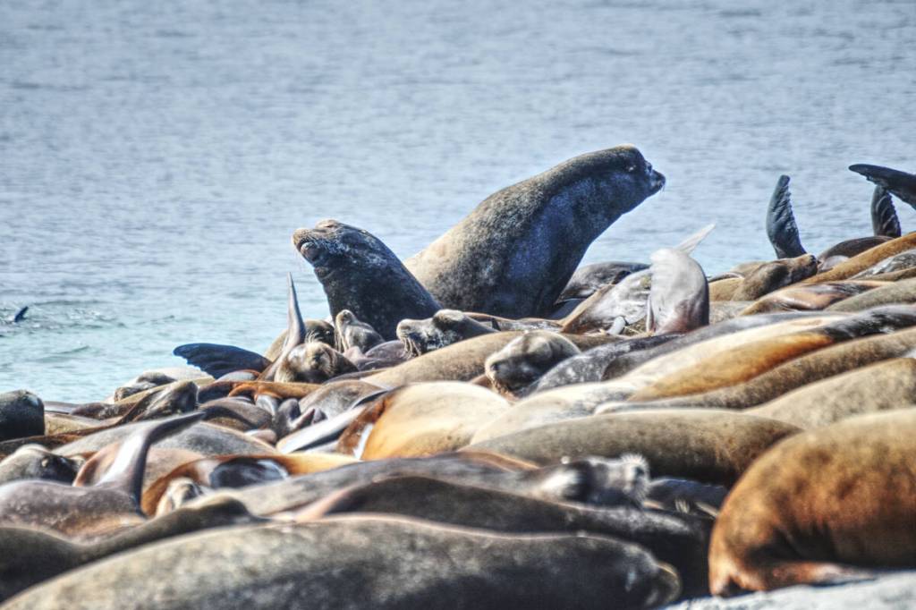 More sea lions come to join the group in Mapleground Point in Deep Bay.(Michael Briones photo)