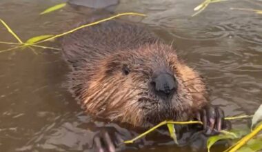 Canada&rsquo;s national animal, the beaver, had been busy at Vernon&rsquo;s Swan Lake Nature Reserve. The North Okanagan Naturalists&rsquo; Club has helped take over some of what a pair of beavers were doing at the reserve prior to their mysterious deaths in the fall of 2025. (Michelle Gregoire Photo)