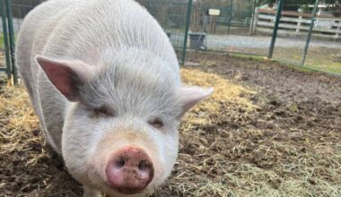 White Rock and Semiahmoo Rotary clubs recently visited Aldergrove&rsquo;s Kindred Community Farm Sanctuary where they met Wilbur, a blind, Vietnamese pot-bellied pig who arrived at the farm scared and overweight. (Kindred Community Farm Sanctuary photo)