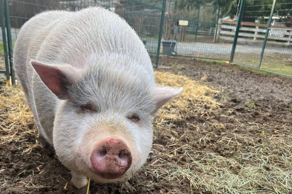 White Rock and Semiahmoo Rotary clubs recently visited Aldergrove&rsquo;s Kindred Community Farm Sanctuary where they met Wilbur, a blind, Vietnamese pot-bellied pig who arrived at the farm scared and overweight. (Kindred Community Farm Sanctuary photo)