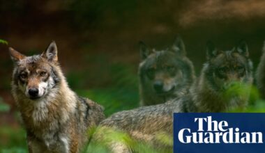 Germany moves to legalise wolf hunting in response to livestock ‘bloodlust’ | Germany
