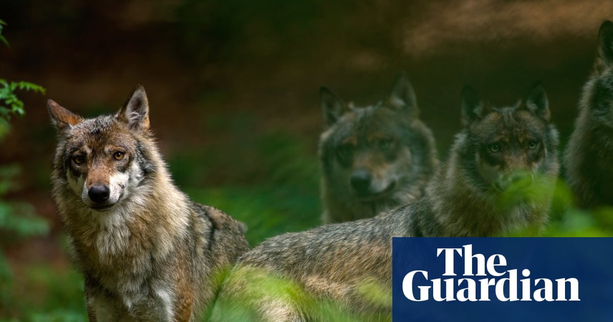 Germany moves to legalise wolf hunting in response to livestock ‘bloodlust’ | Germany