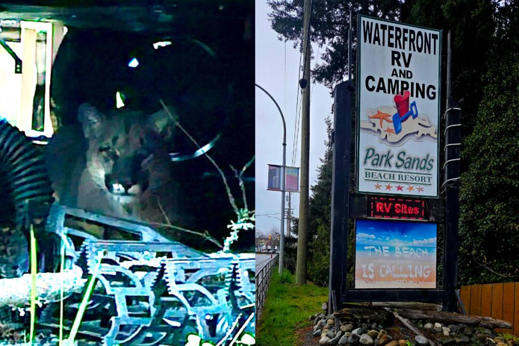 A cougar spent some time under a trailer in the Park Sands Beach Resort in Parksville on March 15. (Cougar photo by Meg Conarroe)