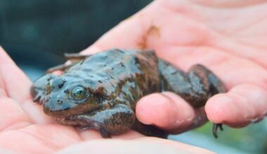 Oregon Spotted Frogs at the Greater Vancouver Zoo are part of a long-running conservation program that is now producing tens of thousands of tadpoles each year. (Saman Dara/Black Press Media)