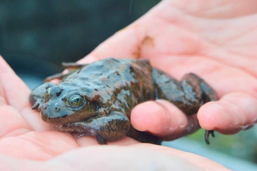 Oregon Spotted Frogs at the Greater Vancouver Zoo are part of a long-running conservation program that is now producing tens of thousands of tadpoles each year. (Saman Dara/Black Press Media)