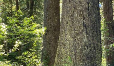 An example of the type of old-growth forest covered by deferrals. (Photo courtesy Karen Price)