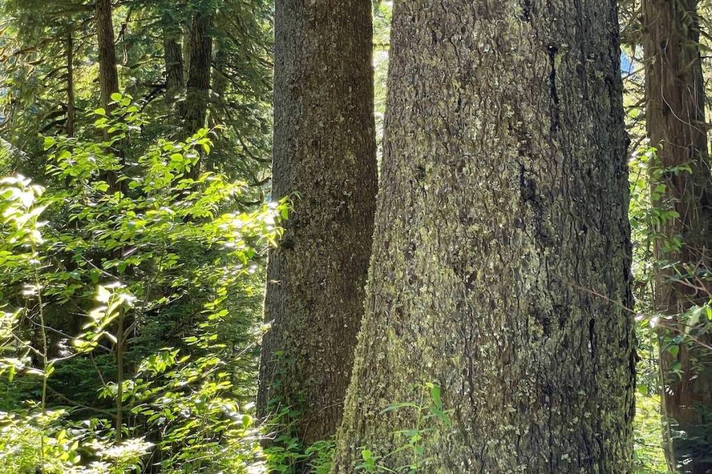 An example of the type of old-growth forest covered by deferrals. (Photo courtesy Karen Price)