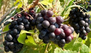 Grapes ripen in a Summerland vineyard. A petition from a winery owner in the community has been launched in support of a bill to remove a barrier to the interprovincial sale of wine, beer and spirits in Canada. (Black Press file photo)