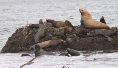 Sea lions gather at Neck Point Park for the herring run. (Jessica Durling/News Bulletin