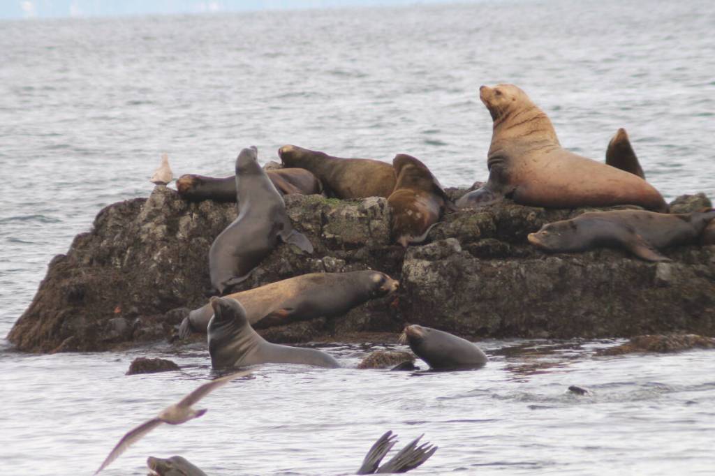 Sea lions gather at Neck Point Park for the herring run. (Jessica Durling/News Bulletin