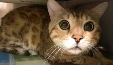 Cats and other pets can be microchipped for identification at a by-donation clinic in Surrey on Friday, March 27, 2026. (Contributed/files)