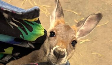 The Wildlife Festival comes to Abbotsford April 3 to 5 at the Ag-Rec Building. (Submitted photo)