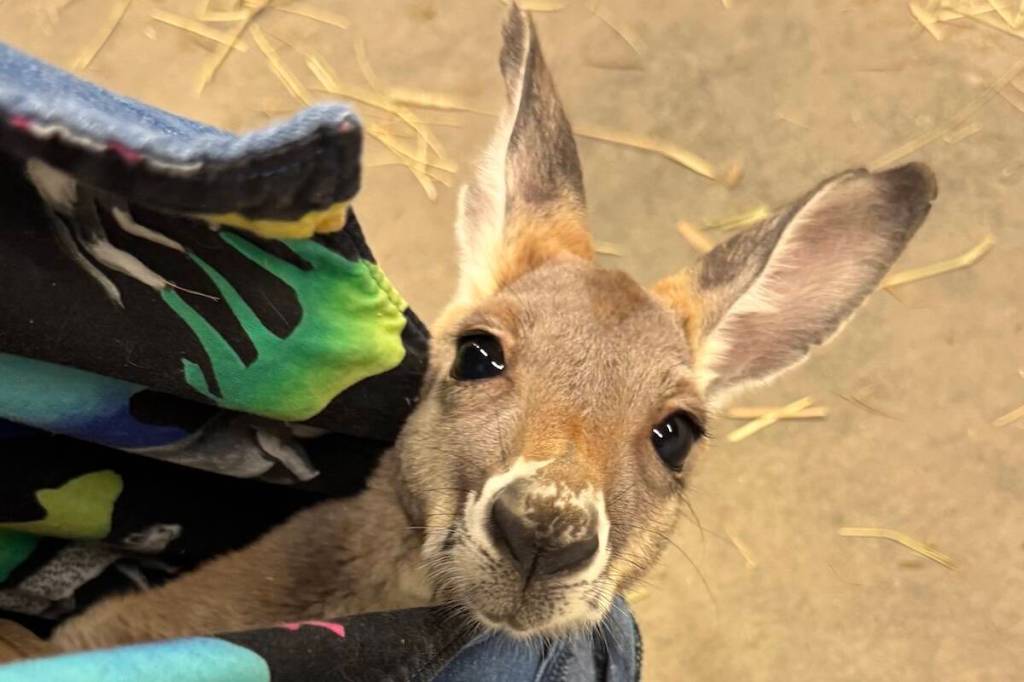 The Wildlife Festival comes to Abbotsford April 3 to 5 at the Ag-Rec Building. (Submitted photo)
