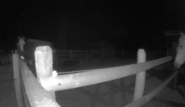 A man caught on camera is alleged to have assaulted horses at a Vernon equestrian facility Jan. 23 2026. (Surveillance image)