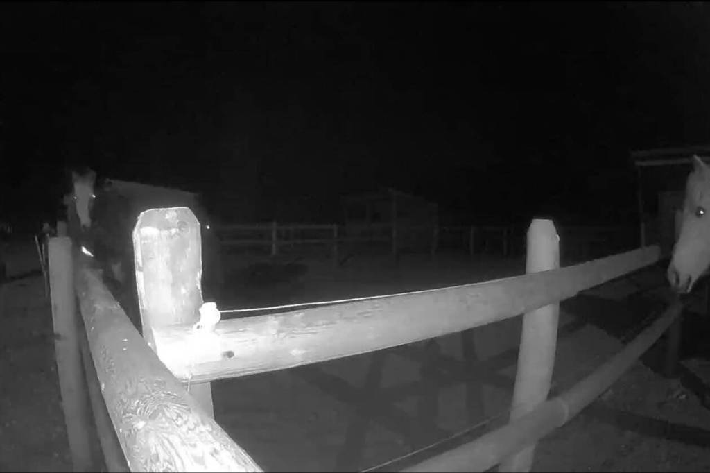 A man caught on camera is alleged to have assaulted horses at a Vernon equestrian facility Jan. 23 2026. (Surveillance image)