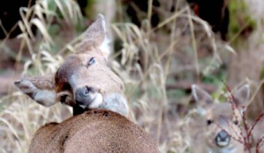 Even deer seem to like their picture taken… Local conservationist Ross Davies snapped a few pictures of these young deer settling in for the night near the Alouette River on Wednesday. &ldquo;It&rsquo;s been a while, if ever, that I&rsquo;ve had a deer get photo bombed,&rdquo; Davies said with a chuckle. (Special to The News)