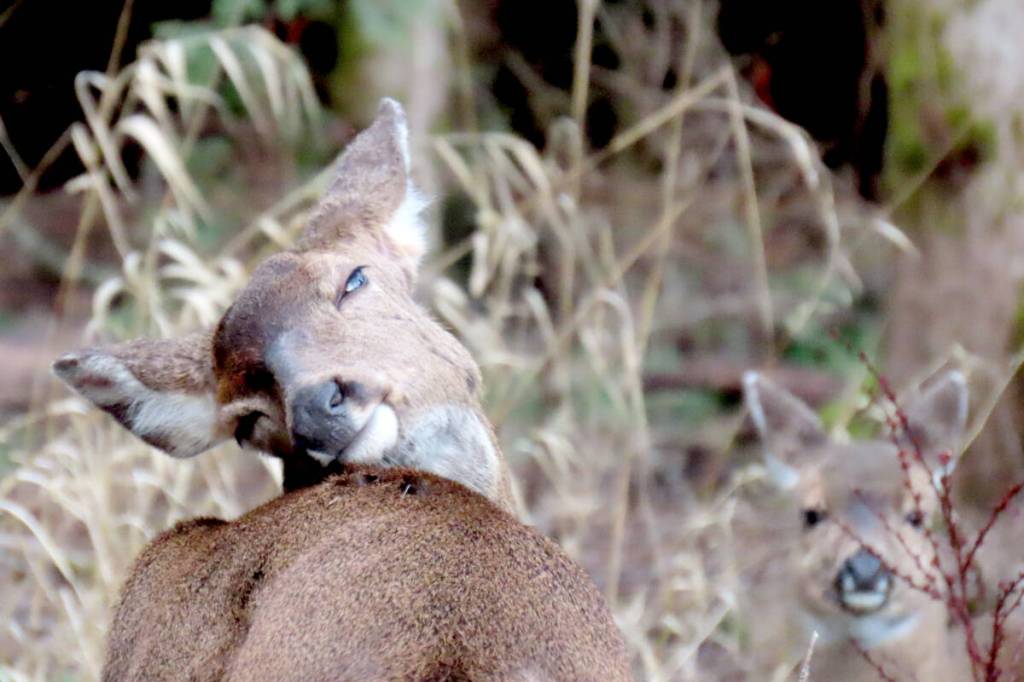 Even deer seem to like their picture taken… Local conservationist Ross Davies snapped a few pictures of these young deer settling in for the night near the Alouette River on Wednesday. &ldquo;It&rsquo;s been a while, if ever, that I&rsquo;ve had a deer get photo bombed,&rdquo; Davies said with a chuckle. (Special to The News)